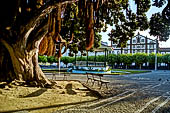 Azzorre - Isola Sao Miguel, Ponta Delgada. Campo de Sao Francisco con il gigantesco albero di metosideros e l'l imponente Igreja de Sao Jos. 